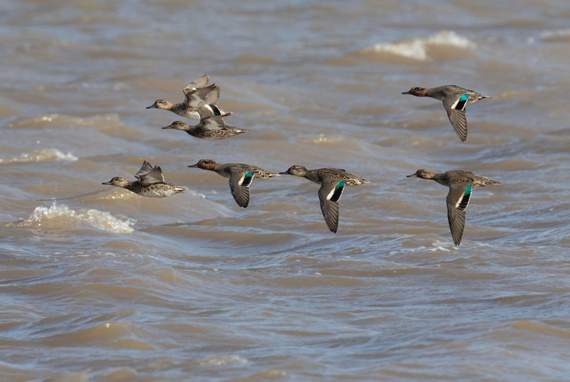 Eurasian Teal - Dee Estuary - North Wales