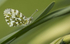 Female Orange tip Butterfly