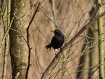 Blackbird
