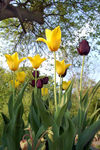 Tulips