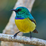 Collared Sunbird portfolio