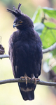 Bwindi (Ruhija)
