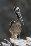 Peruvian Pelican standing on rock, Chanaral Island, Chile