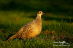 pheasant f 160406