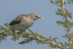 Wattled Starling
