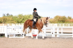 Class 412 - Handsomest Gelding (IH or Ridden)Adult portfolio