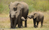 Elephant's family.