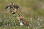 Patagonian Snipe