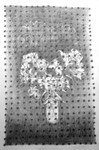 Approximate Grid 36in x 60in