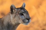 Puma Petaca portrait yellow background, Torres del Paine, Chile