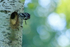 Yellow-bellied Sapsucker (female) flying from nest hole, Minnesota