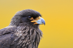Striated Caracara head yellow background, Carcass Island, Falklands