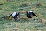 Black Grouse