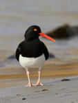 Magellanic Oystercatcher front view, Falklands