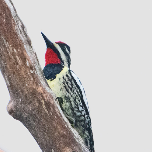 Yellow-bellied Sapsuckers are medium sized woodpeckers and each year migrate thousands of miles from their wintering…