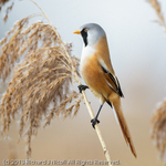 Bearded Tit (Panurus biarmicus) male