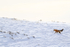 Red Fox detects prey, Yellowstone National Park