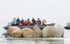 Walruses and turists!