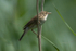 Marsh Warbler perched on a reed stem at Otmoor