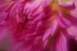 Pink Dahlia1