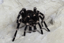 Brazilian Giant White Knee Tarantula Eyes-2