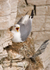Kittiwake
