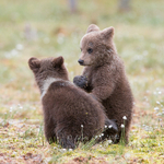 Spring cubs