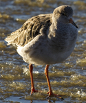 RUFF WINTER 2010