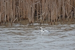 Smew