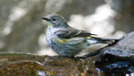 Yellow-rumped Warbler, bathing