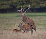 Red Deer - Cervus elaphus