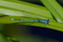 Azure Damselfly (male) on Brownsea Island