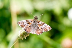 Marbled Skipper