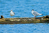Bonaparte's Gull (juvenile & 1st summer), Knight Inlet, Canada