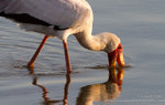 Yellow- billed Stork