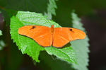 Orange Julia