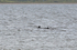 Bottlenose Dolphin