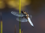 Broad-bodied Chaser