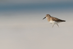 Least Sandpiper, Fort De Soto Park, Florida