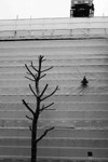 TREE AND PLASTIC
