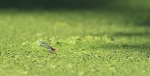 IMG_3281 pseP