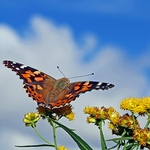 Vanessa cardui
