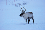 Reindeer