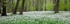 Wild Garlic