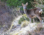 ROE DEER 4