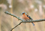 Chaffinch