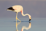 Andean Flamingo foraging, Chaxa, Chile