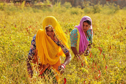 Chillie pickers - Chatra Sagar, Rajasthan India