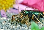 Tiger Beetle attacking Cricket