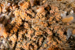 Parazoanthus axinellae